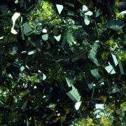 Epidote
