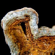 Smithsonite pseudomorph after Calcite