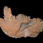 Copper / (leaf-like specimen)