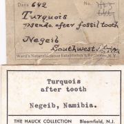 Turquoise ps. after fossil rodent tooth