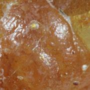 Opal / (variety - “Opal-AN”) / (variety - “Hyalite Opal”) / (“Blood Vessel Opal”)