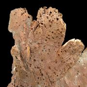 Copper / (leaf-like specimen)