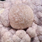 Bultfonteinite with Tobermorite (Group)