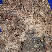 Silver  on Acanthite