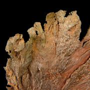 Copper / (leaf-like specimen)