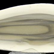Striped flint