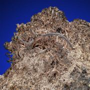 Silver  on Acanthite