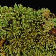 Pyromorphite