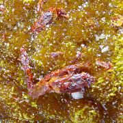Orpiment, realgar