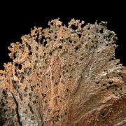 Copper / (leaf-like specimen)