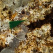 Natrolemoynite with Lemoynite