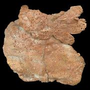 Copper / (leaf-like specimen)