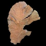 Copper / (leaf-like specimen)