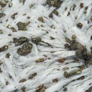 Chalcopyrite with Baryte