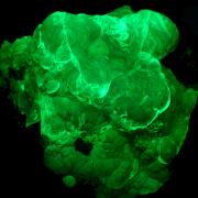 Opal var. hyalite CRAZY FLUORESCENCE