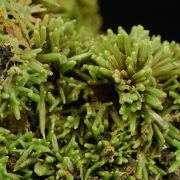 Pyromorphite