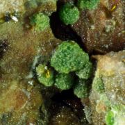 Arthurite, Olivenite
