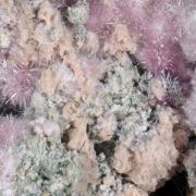 Bieberite, Kottigite, Erythrite