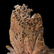 Copper / (leaf-like specimen)