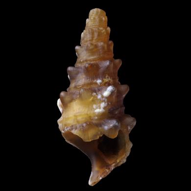 Agatized Terebralia sp. 