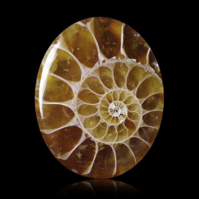 Ammonite 32,00 ct 