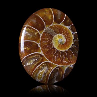 Ammonite 18,47 ct 