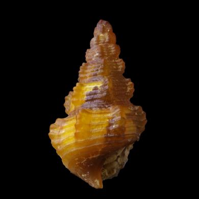Agatized Cerithium sp. 