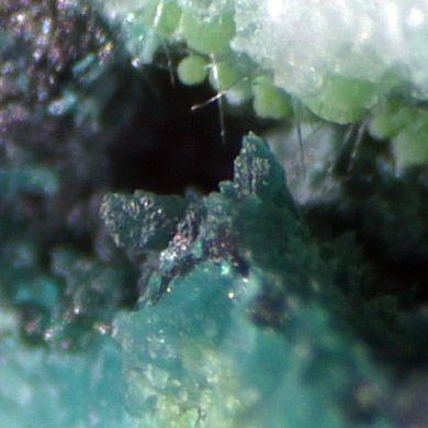 Gilmarite and Conichalcite