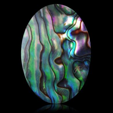 Abalone 34,54 ct 