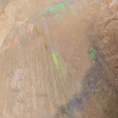 Opal Replacing Bivalve fossil / 22.90 grams / Coober Pedy, Australia