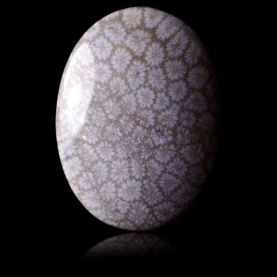 Fossil coral 47,55 ct 