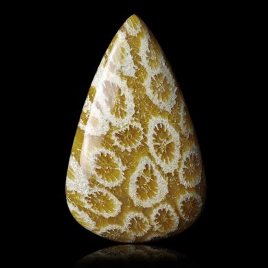 Fossil coral 32,65 ct 