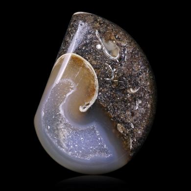 Agatized gastropod 41,90 ct 