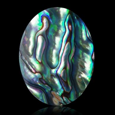 Abalone 50,80 ct 