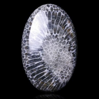 Fossil coral 34,00 ct 