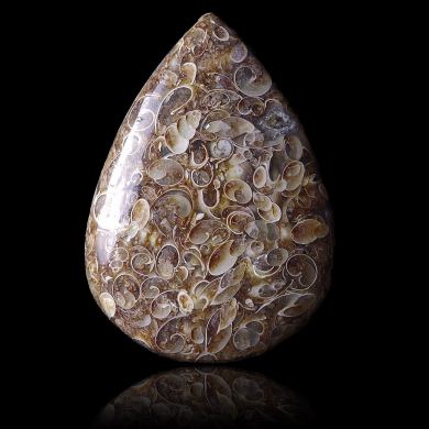 Fossilized shells 24,95 ct 