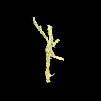 Gold / (ala a walking stick insect)