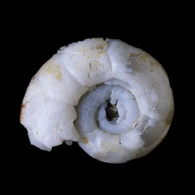 Planorbis in lussatite 