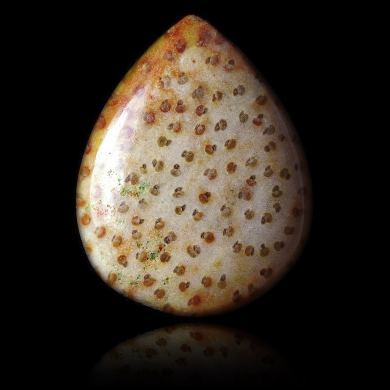 Fossil palm 19,40 ct 