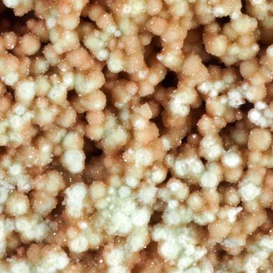 Boracite, Hilgardite