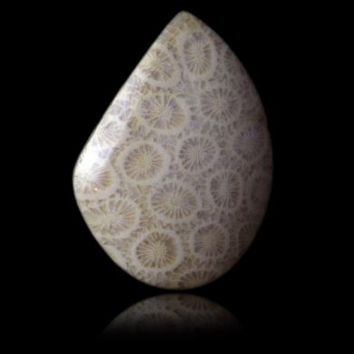 Fossil coral 62,75 ct 