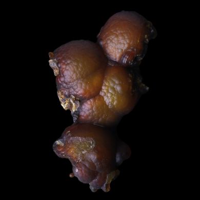 Lussatite Bourrière 