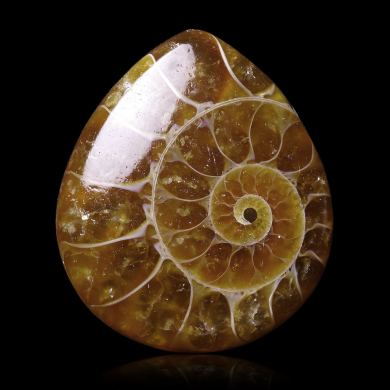 Ammonite 19,95 ct 