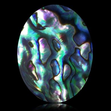 Abalone 50,78 ct 