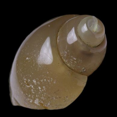 Agatized Gastropod 