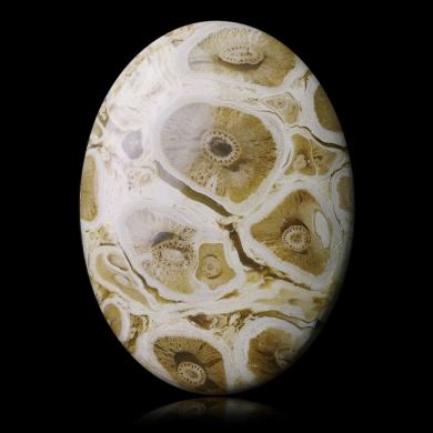 Fossil palm 28,00 ct 