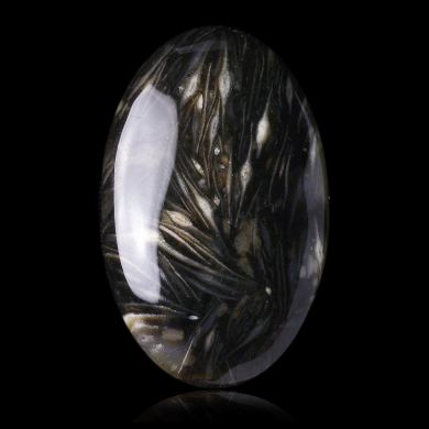 Fusulinid Fossils 45,00 ct 