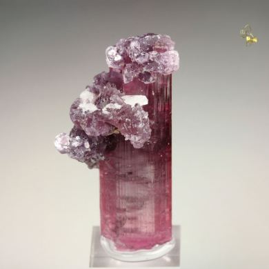 gem TOURMALINE var. ELBAITE, LEPIDOLITE
