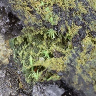 Ulrichite with Turquoise, Chalcosiderite