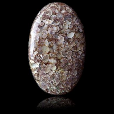 Fossilized shells 38,50 ct 